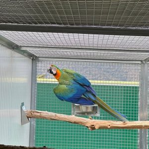 🦜 3 Years 2 Months Old Harlequin Macaw – Available for Purchase