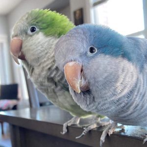 🦜 6-Month-Old Green Quaker Parrot – Available for Purchase