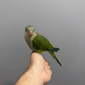 4-Week-Old Blue Quaker Parrot Available Now !!!