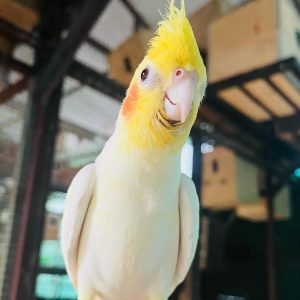 🦜 8-Week-Old White Cockatiel Parrot – Available for Purchase