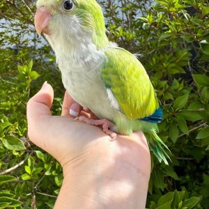 🦜 3-Month-Old Green Quaker Parrot – Available for Purchase