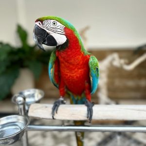 Healthy Catalina Macaw Parrots