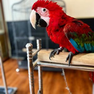6-Month-Old Green-Wing Macaws – Available