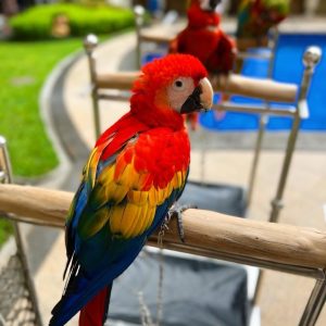 Healthy Adulte Capri Macaw Parrot