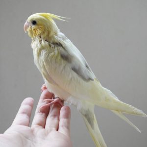baby cockatiel parrot