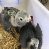 21 Days old African grey parrot