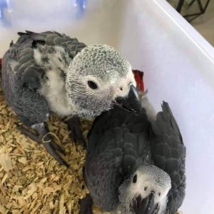 21 Days old African grey parrot