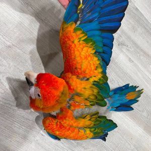 2 Month old days Capri macaw