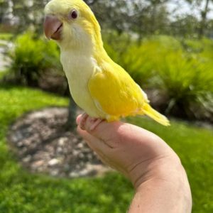 2 months old yellow Indian ringneck