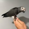 8 Months old Timneh African grey parrot