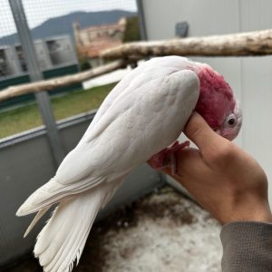 6 months old pink cockatoo
