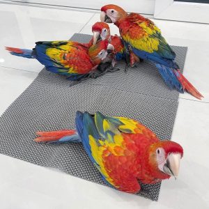 5 moths old Scarlet Macaw