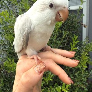 2 month old baby grey Quaker parrot