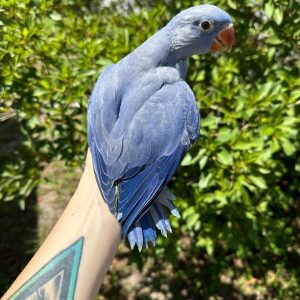 2 months Purple Indian ring neck
