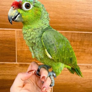 4 months old Mexican Red headed Amazon