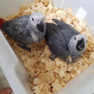 3 months old African grey parrot