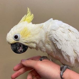 8 Months old sulphur-crested cockatoo